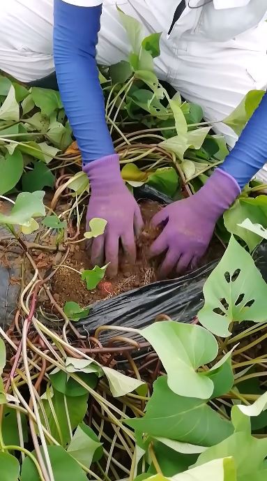 掘っていくと……？