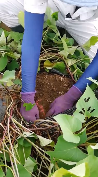 紅はるか発見！