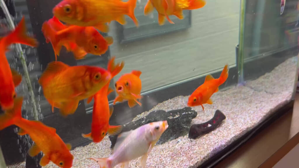 金魚　様 お祭りですくった金魚12匹→2年後…… 1匹だけ“大変身”した姿に