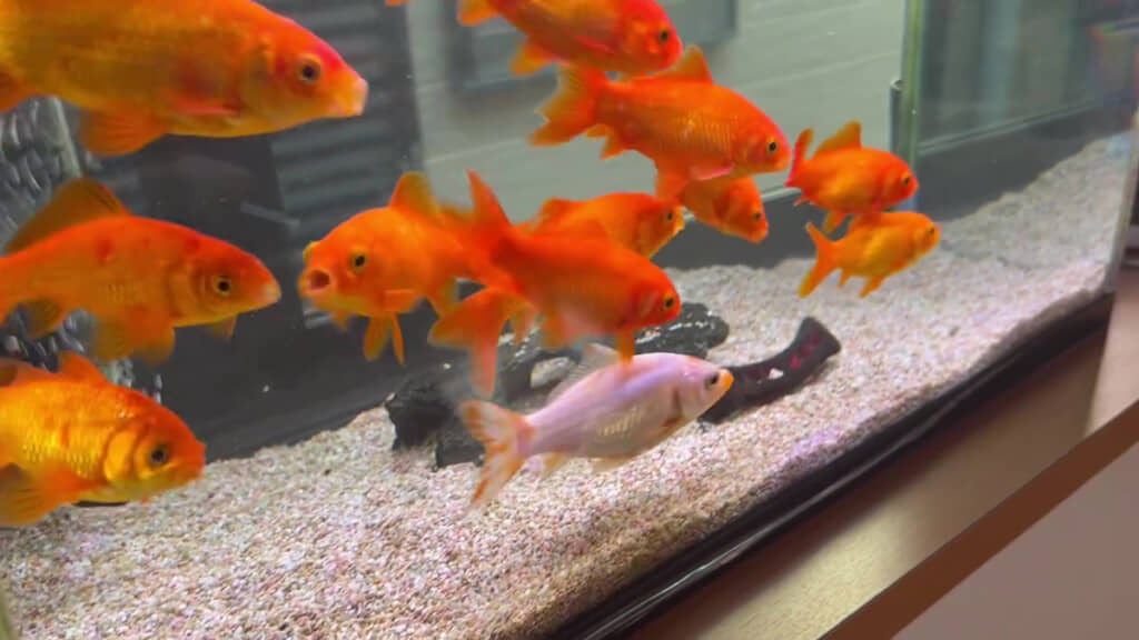 きんぎょページ サラサ和金 11番 全長約8センチ 金魚 kingyo 金魚生体 きんぎょ