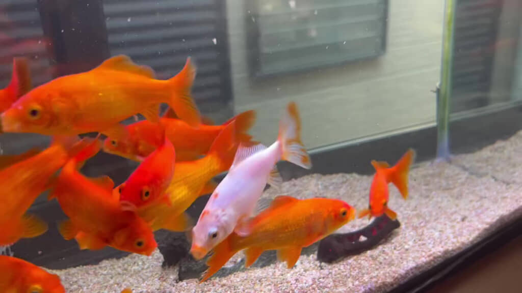 赤→白に変わってしまいました