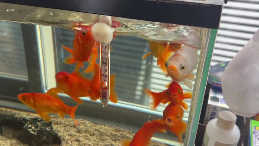 お祭りですくった金魚12匹→2年後…… 1匹だけ“大変身”した姿に