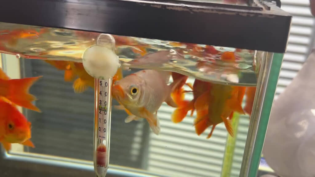 金魚　様 お祭りですくった金魚12匹→2年後…… 1匹だけ“大変身”した姿に