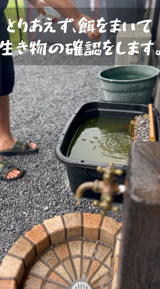 エサをやってみる