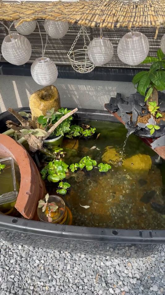 2カ月かけて再生したビオトープ