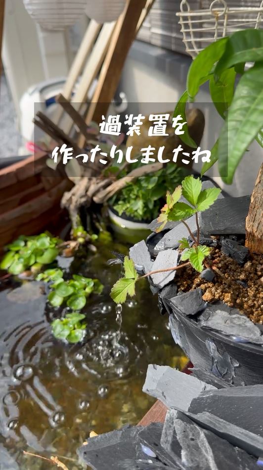 植物たちが良い感じ