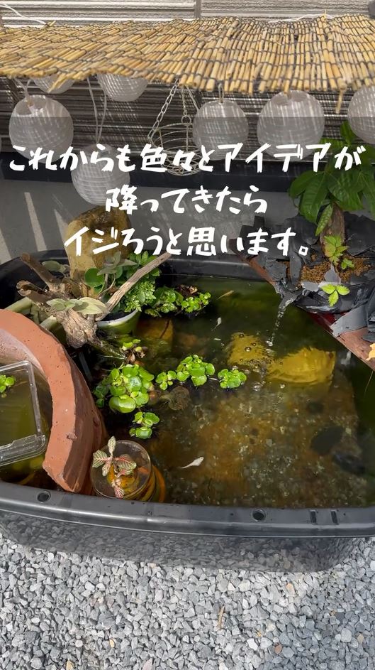 メダカたちも気持ちよさそう
