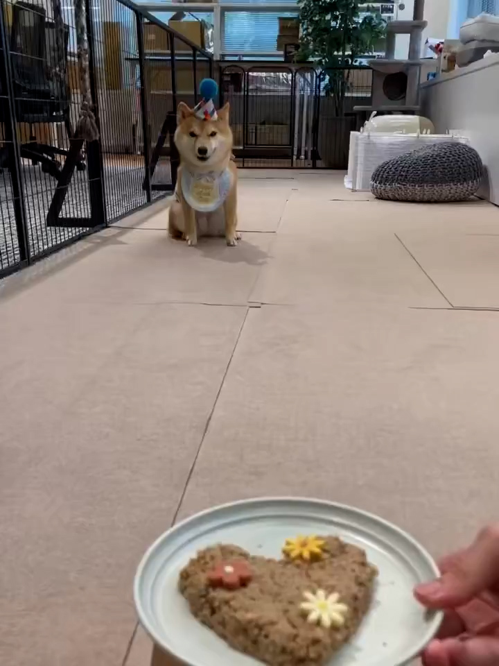 始めは「待て」をしていますが……