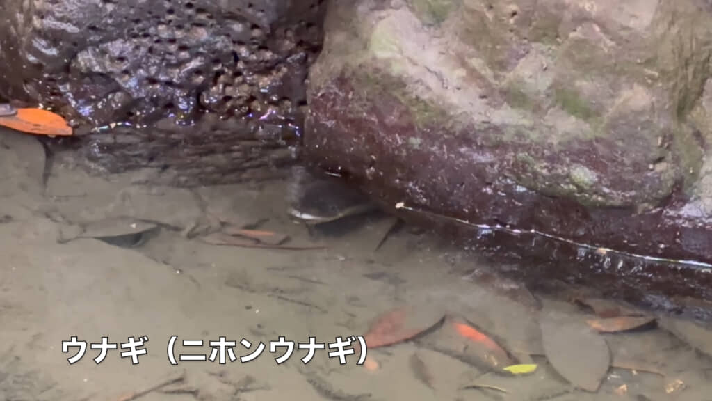 早々にウナギを発見しました！