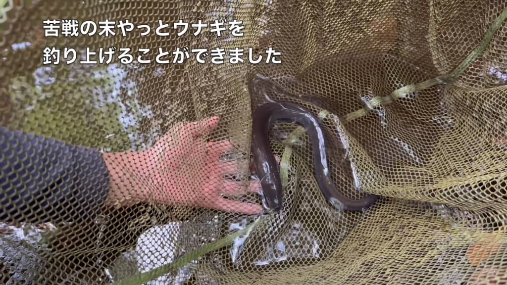 静かで熱い戦いの末、ウナギに勝利しました