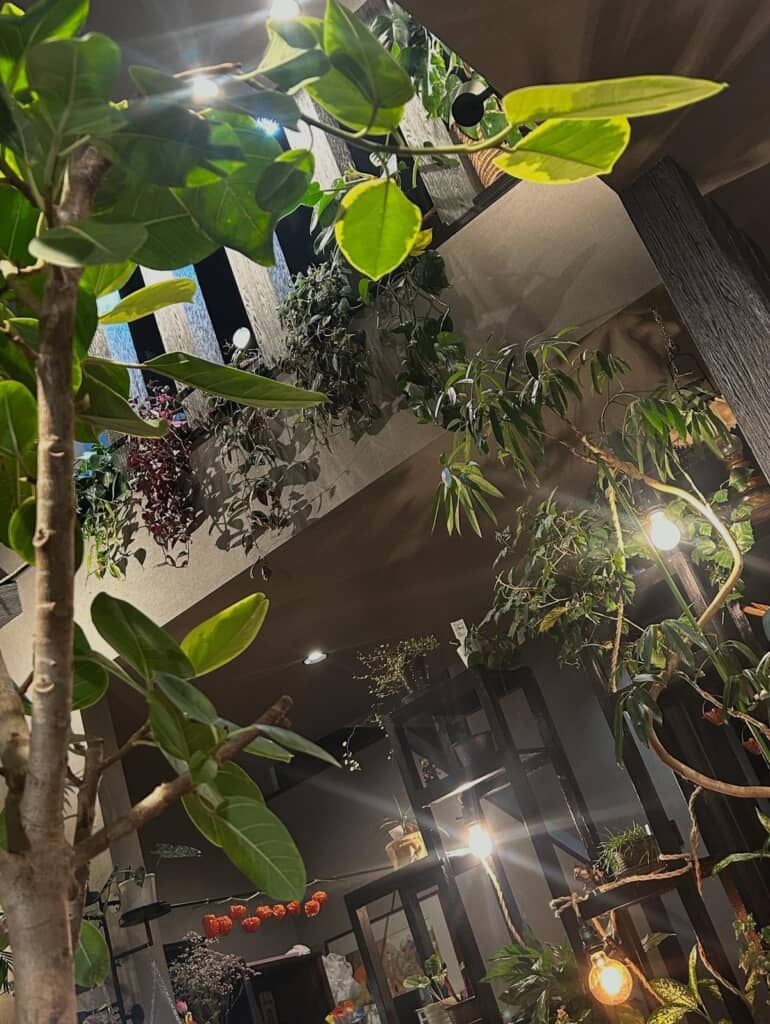 すくすく育っているフィカスやアンガスティフォリアたち