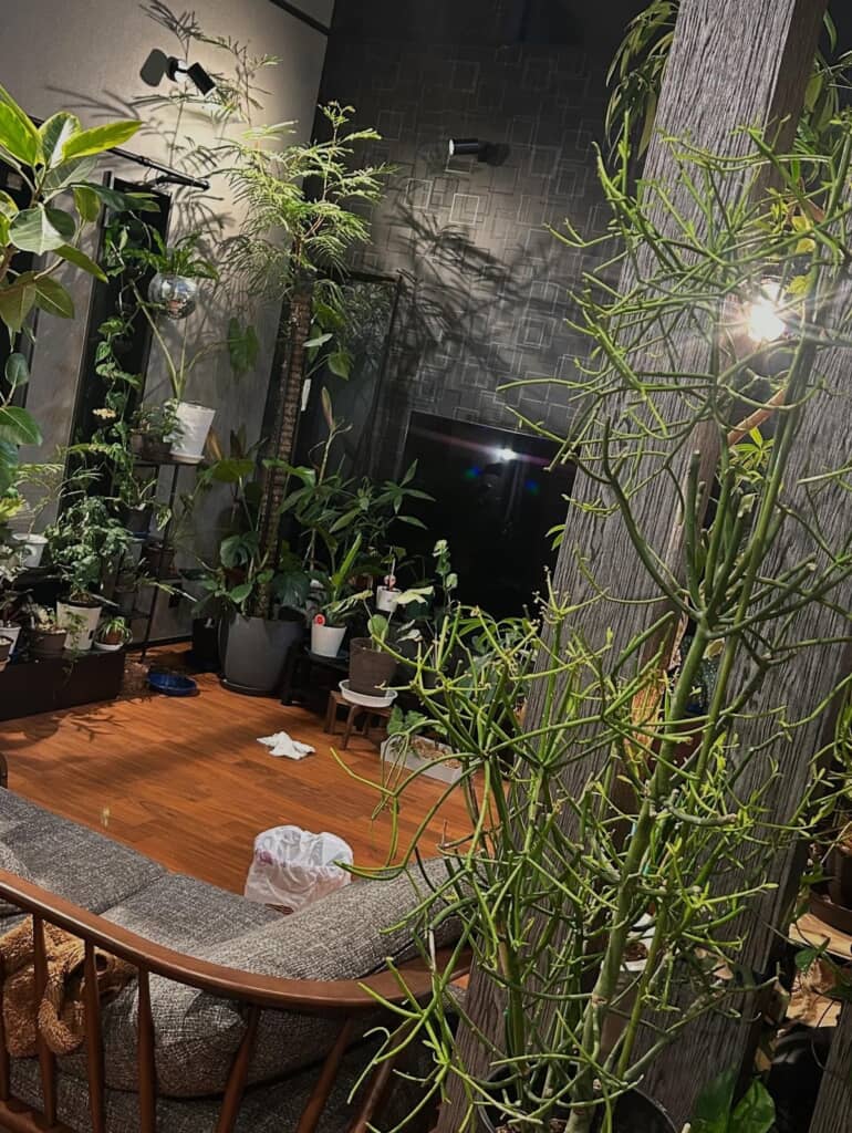 豪快に育っているミルクブッシュ