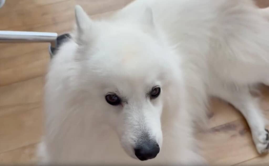 上顔はインテリ