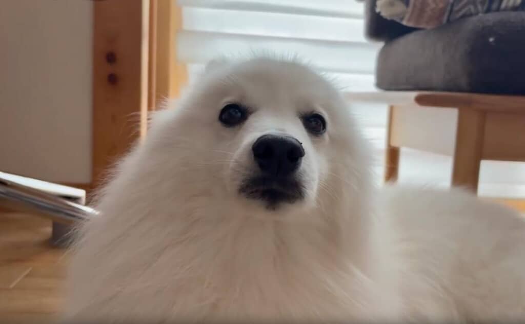 正面はアザラシ