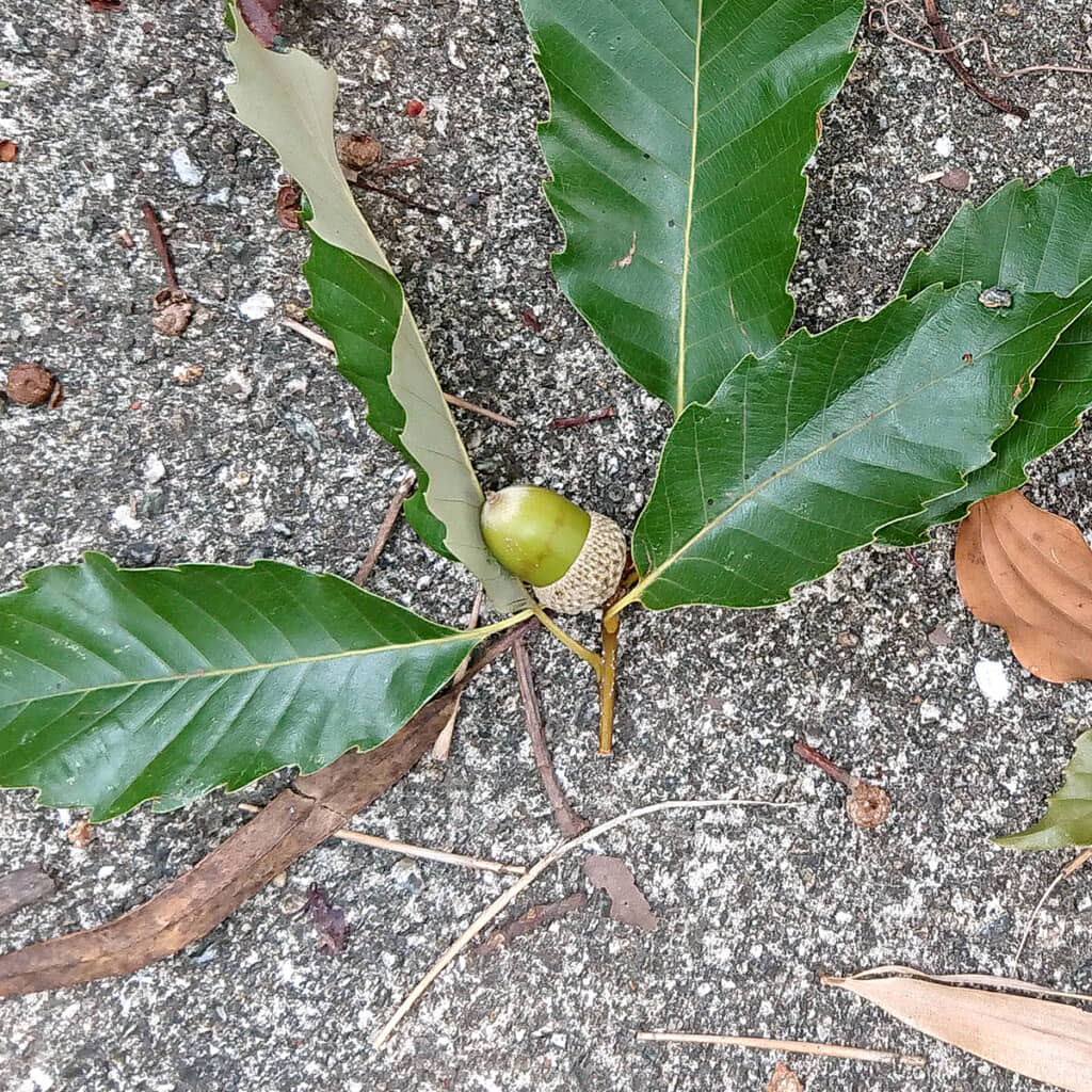 この時期落ちている緑色の枝付きどんぐり