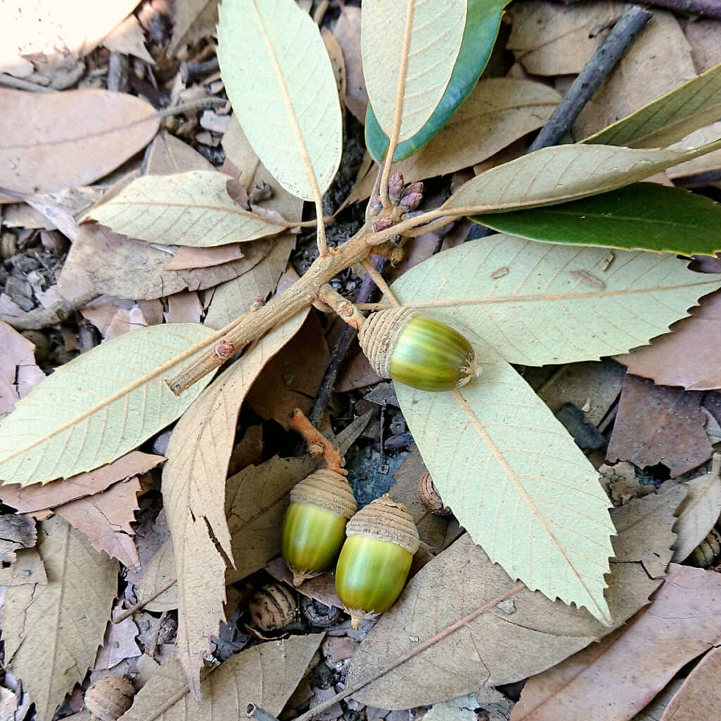 飾っておきたくなるかわいさですが……
