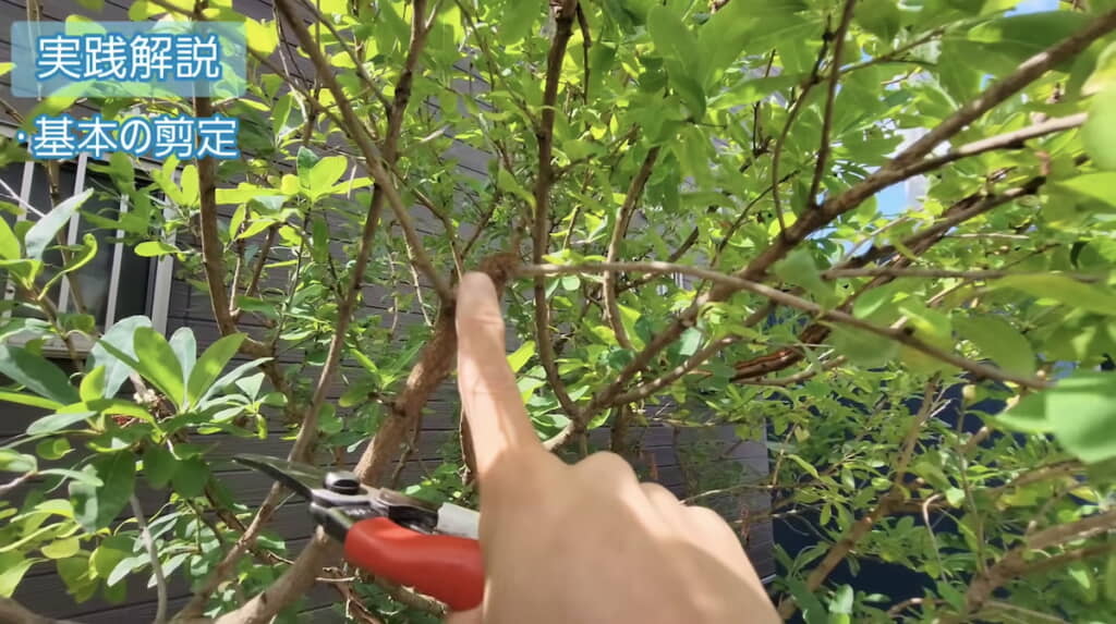 外へ向かって伸びる小枝の直上で切った後の状態