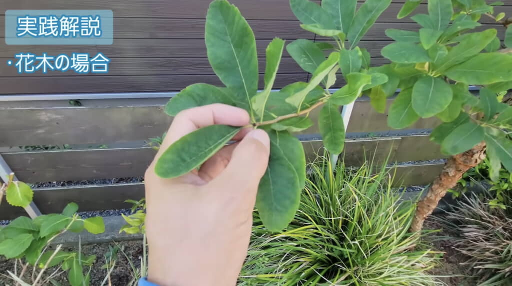 花芽が付いている枝先をなるべく残す