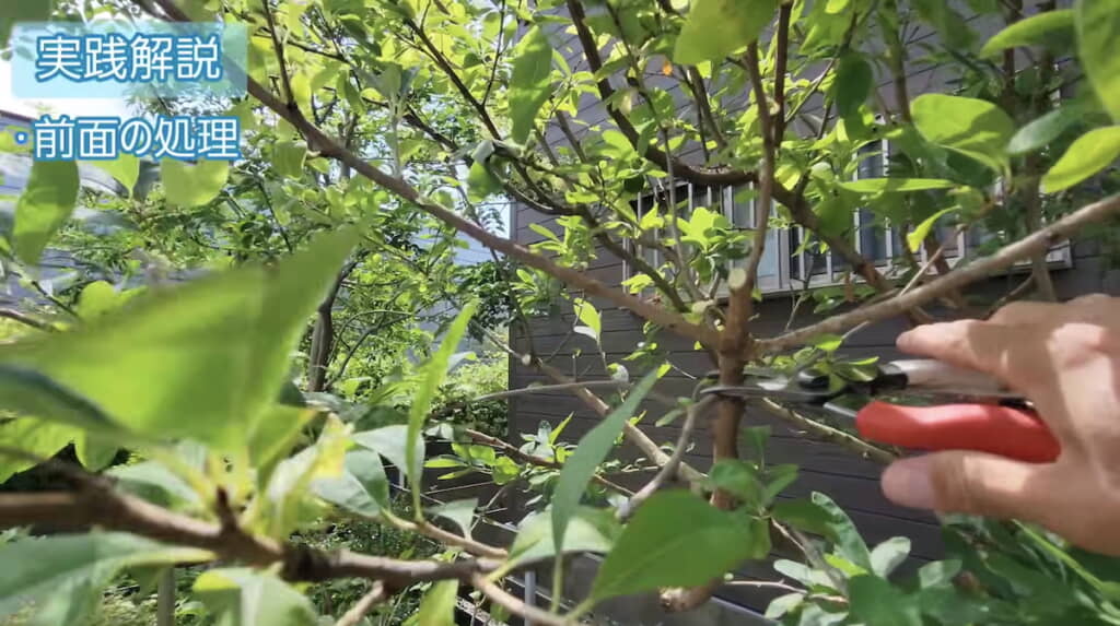 前面へ向かって傾斜している枝の直上で切る