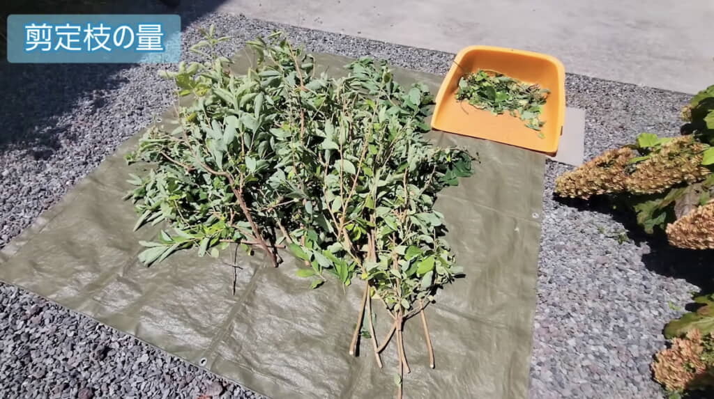今回剪定した枝の量