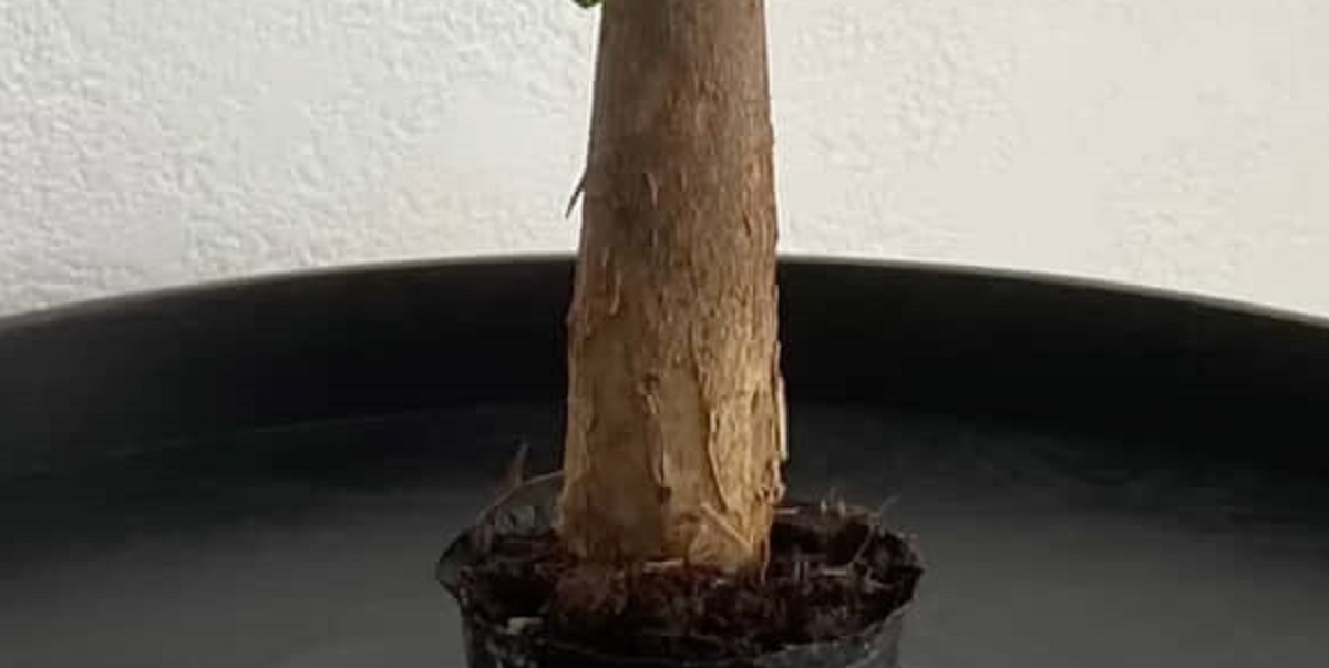 ダイソーで買ったパキラが3年後“ありえないほど巨大化”→大胆カットしたら……　「予想外」鳥肌ものの結末に反響（1/3） | ライフスタイル ねとらぼ