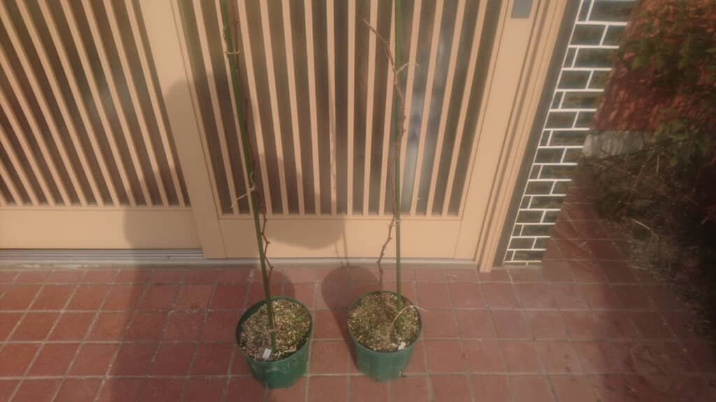 2022年時点のデラウェアの鉢植え