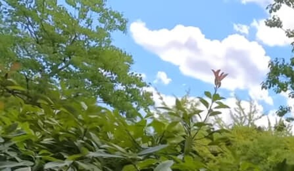 庭木のプロ「生垣は刈り込むな!」 固定観念をブッ壊す“手入れ”に反響「雰囲気が全然違う」「有料級の解説」(1/3) | ライフハック ねとらぼ