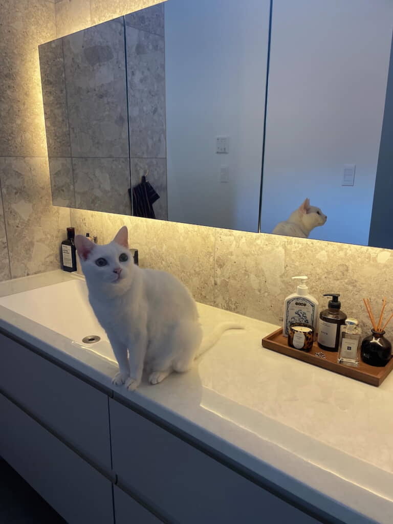 北川景子さんを思わせるしろっこちゃん
