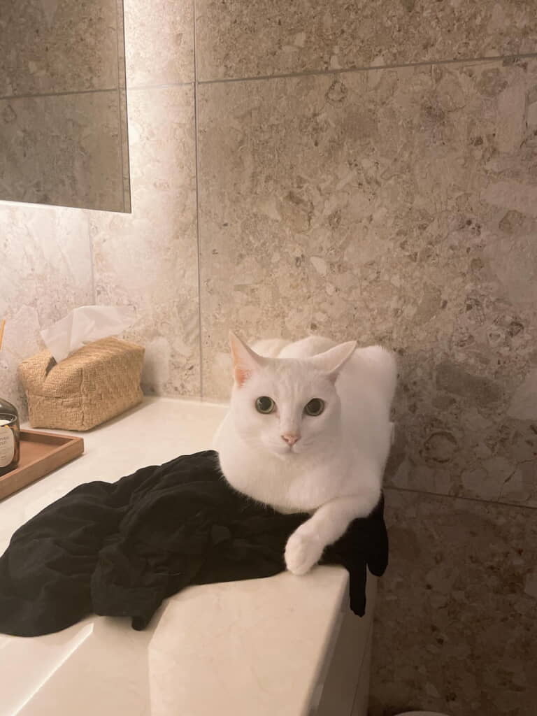 うちの北川景子　あれから人間のtシャツを座布団にされていました