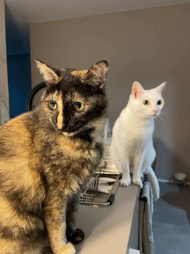 北川景子と歌舞伎俳優