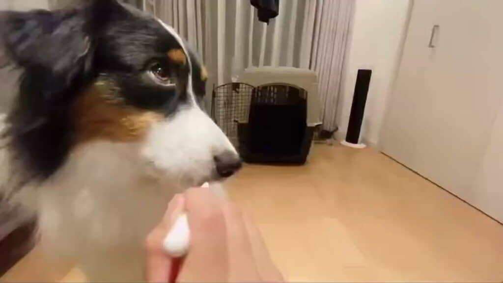 歯磨き中のカイルくん