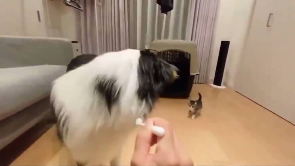 キウイくん確認ヨシ