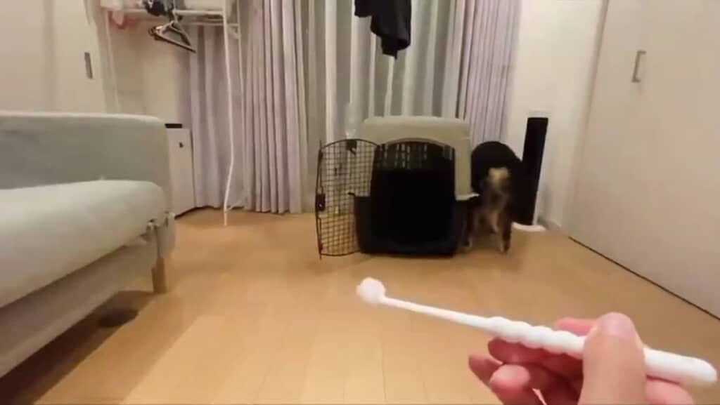 キウイくん発見！