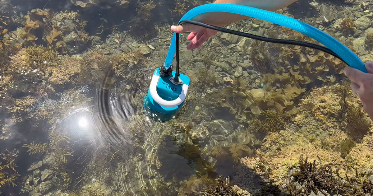 磯で見つけた“怪しげな水たまり”→水を抜いたら……　信じられない生き物ラッシュに「やばいって」「夢ある」（1/3） | その他生き物 ねとらぼ