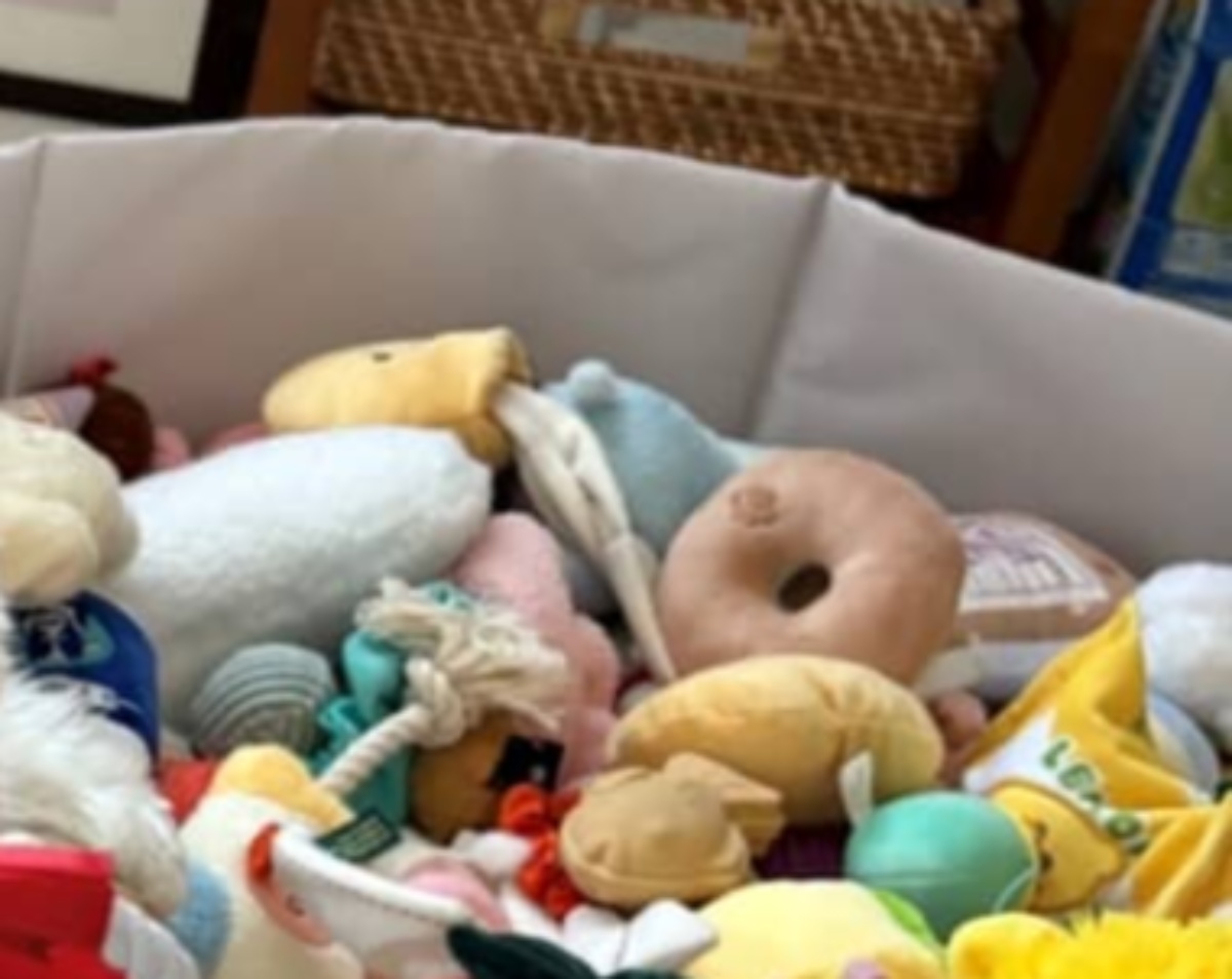 あれ、愛犬がいない！→ふと見下ろすと……　“吹き出し注意”なまさかの姿に「かわいいw」「我が家でもやりたい」（1/3） | 犬 ねとらぼ