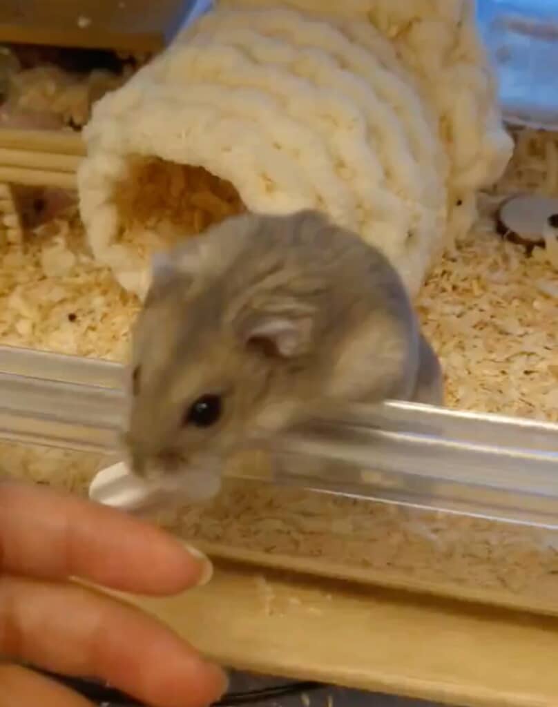 ゲージから身を乗り出すけまりちゃん