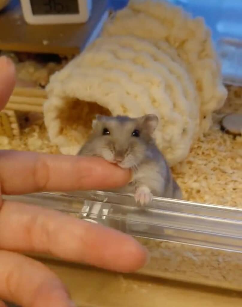 飼い主さんの指に甘噛み