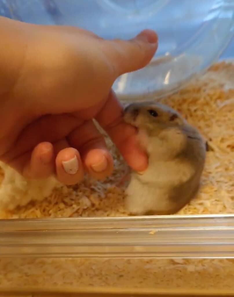 ゲージの中へ連れて帰ろうとしていました