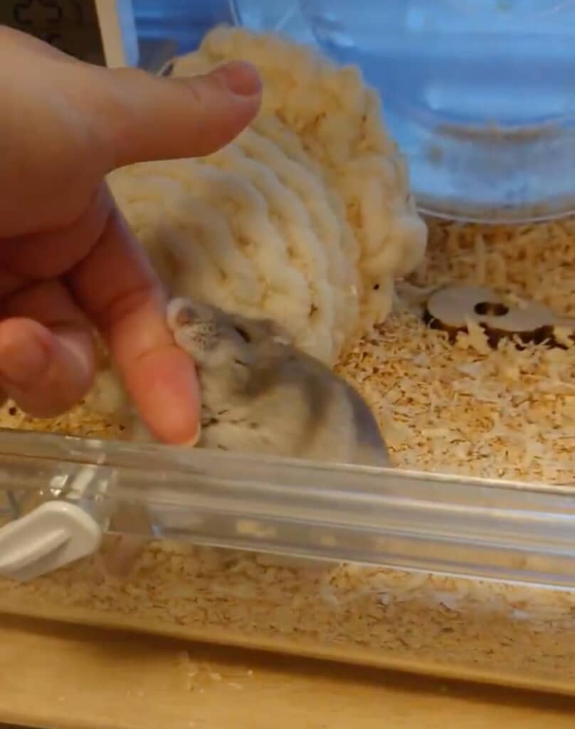 頑張る姿が健気です