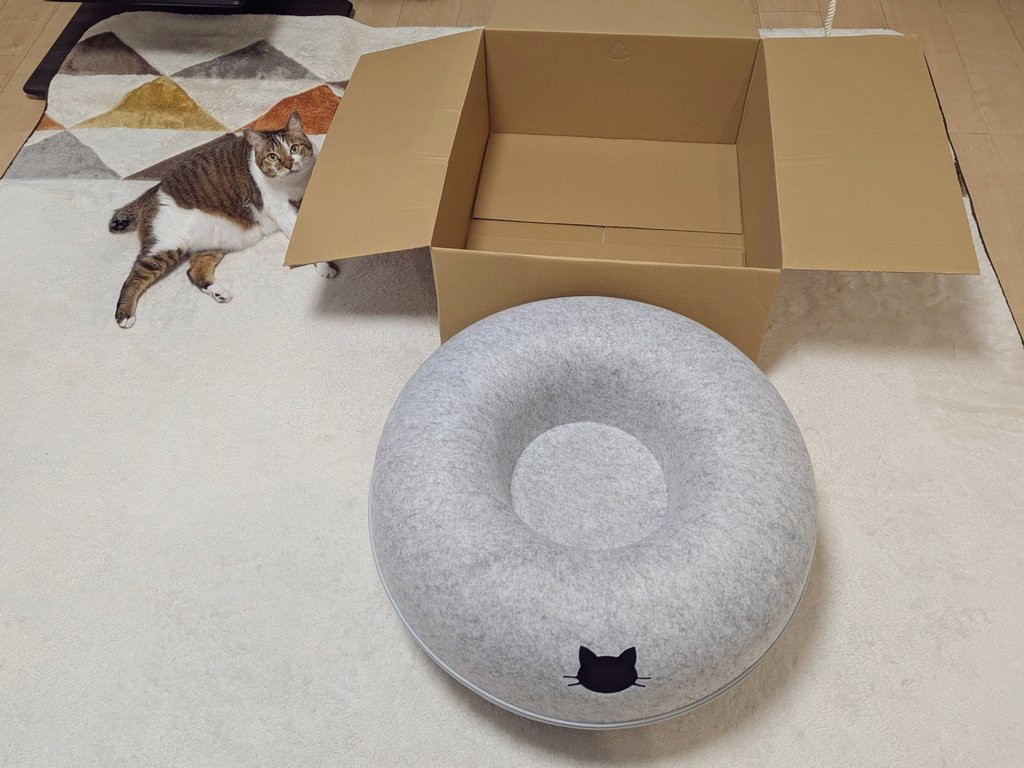 カーペットで横になって見上げる猫ちゃん……