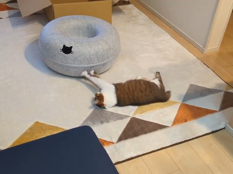 なぜか爪研ぎ開始