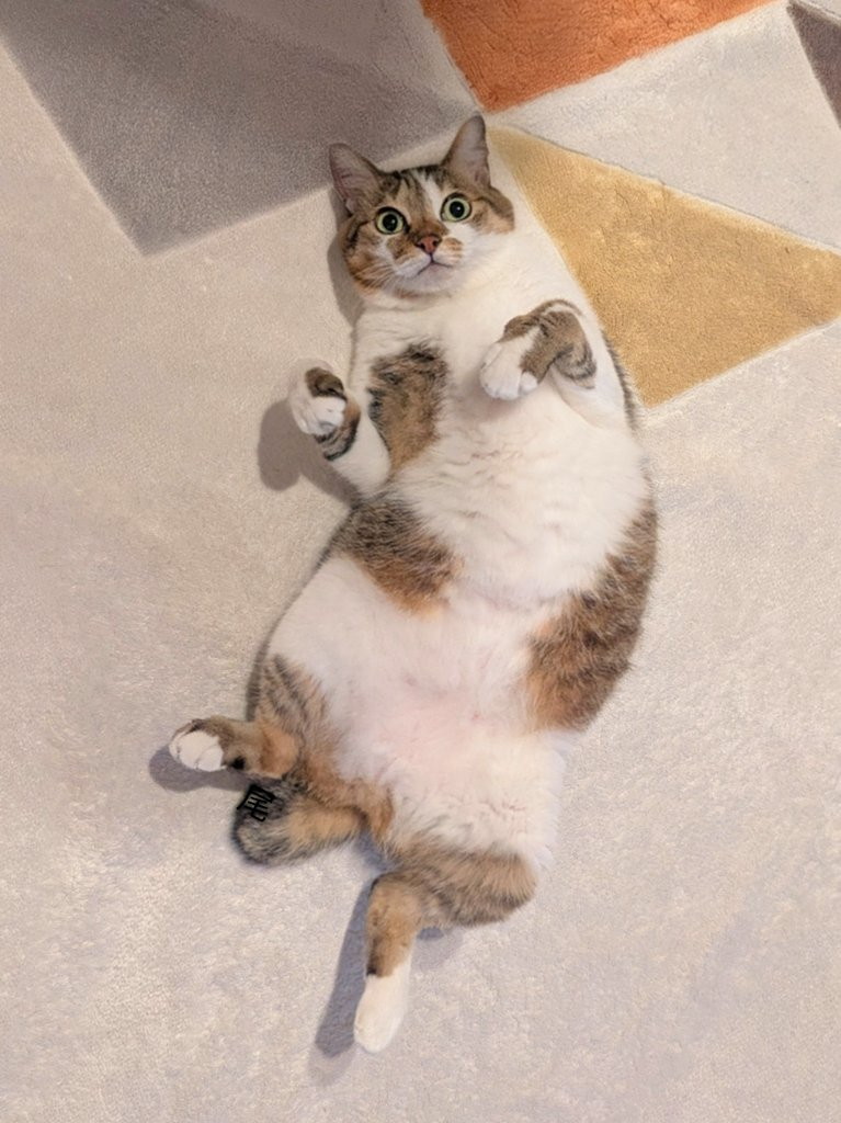 カーペットでごろごろする猫ちゃん