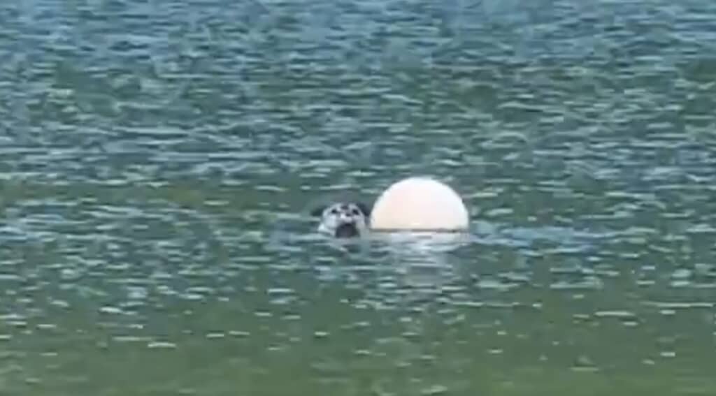 海に浮いているアザラシ