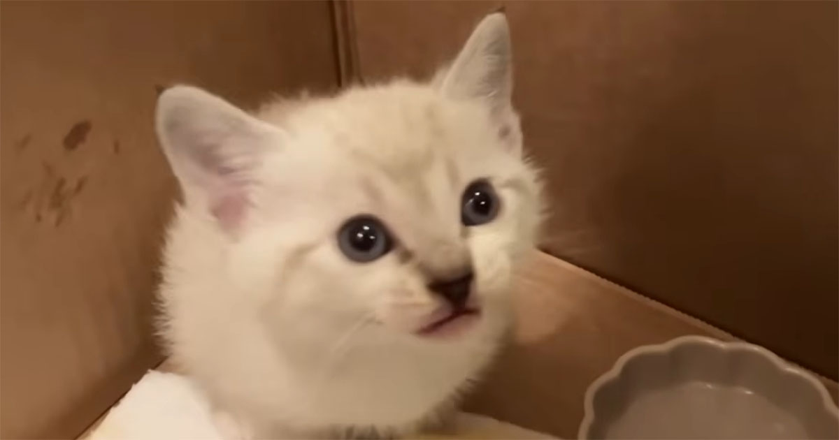 元気いっぱいの小さな子猫のため、ズボラなシンママが3日かけてDIY→完成品に「とてもすてき」「腕前すごい」（1/3） | リフォーム・リノベーション・DIY ねとらぼ