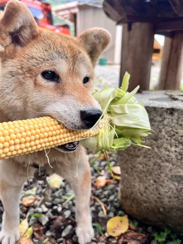 お手伝いに見せかけたトウモロコシ泥棒！
