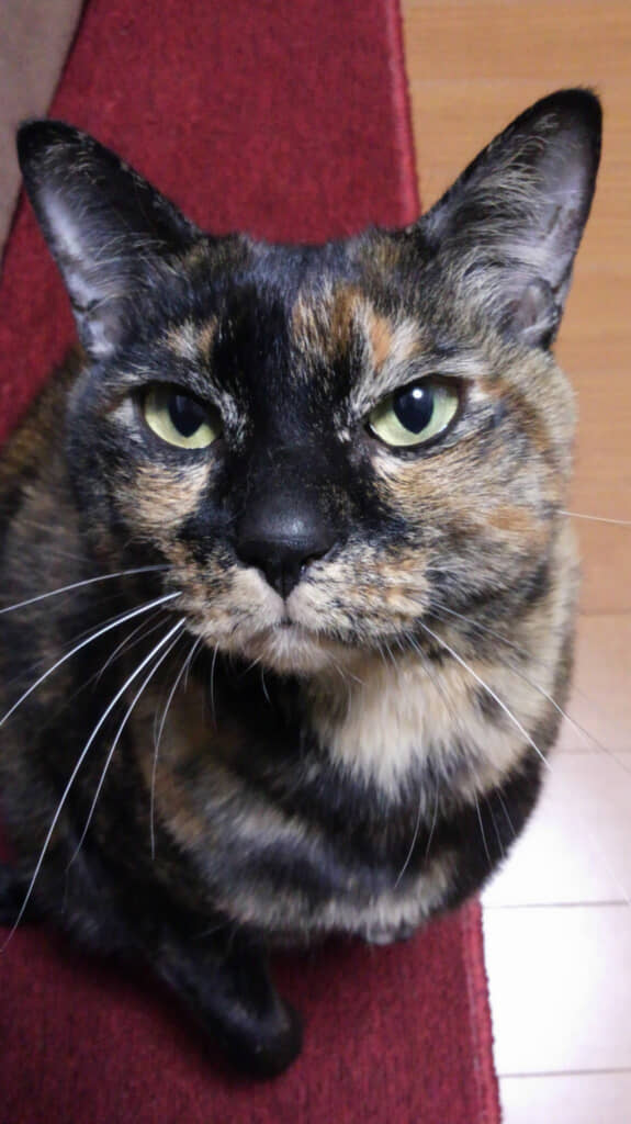 生前のプチュちゃん