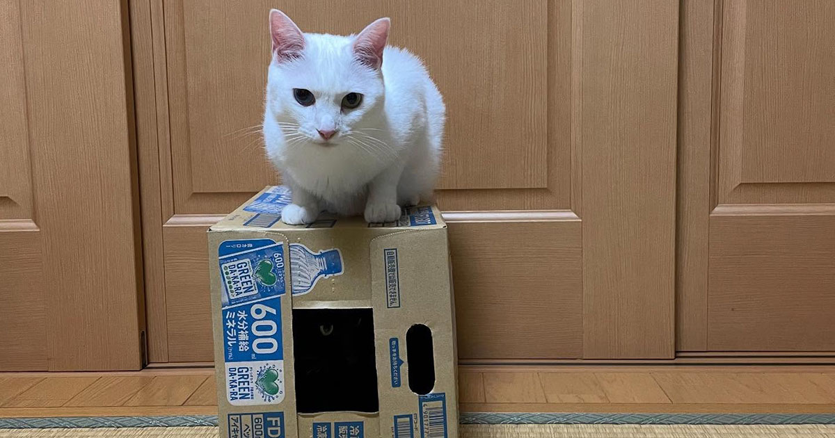 ダンボールに乗った白い猫→近くで見てみると……「おわかりだろうか」　“予想外の展開”に「ガチ目にびっくりしたw」（1/2） | 猫 ねとらぼ