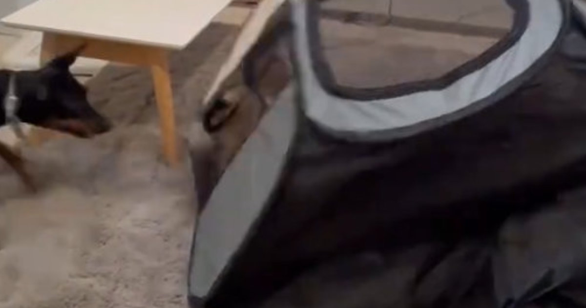 愛犬を友だちの家に預けたら……「え！」　飼い主に送られてきた“衝撃の光景”が470万再生　「リアル塊魂」「勘弁してほしいｗｗｗｗｗ」（1/2） | 犬 ねとらぼ