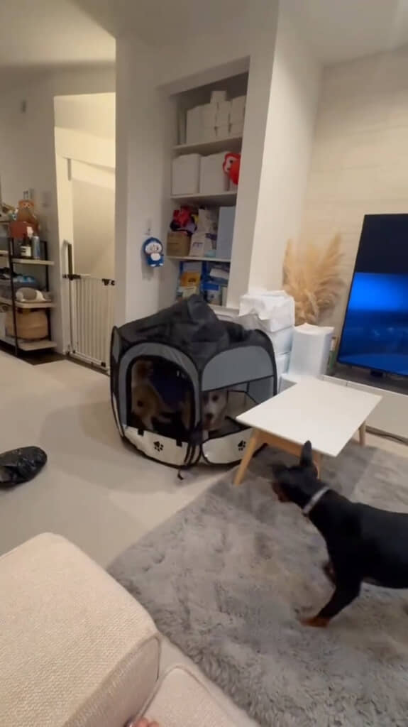 お家にやってきたミニチュアピンシャーもびっくりな光景でした