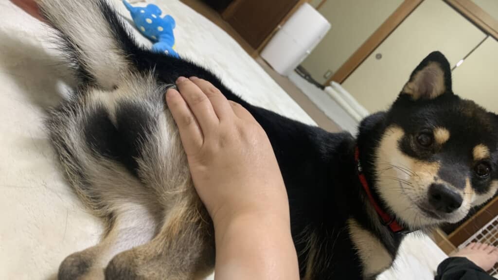 お尻に隠されていたハートマーク